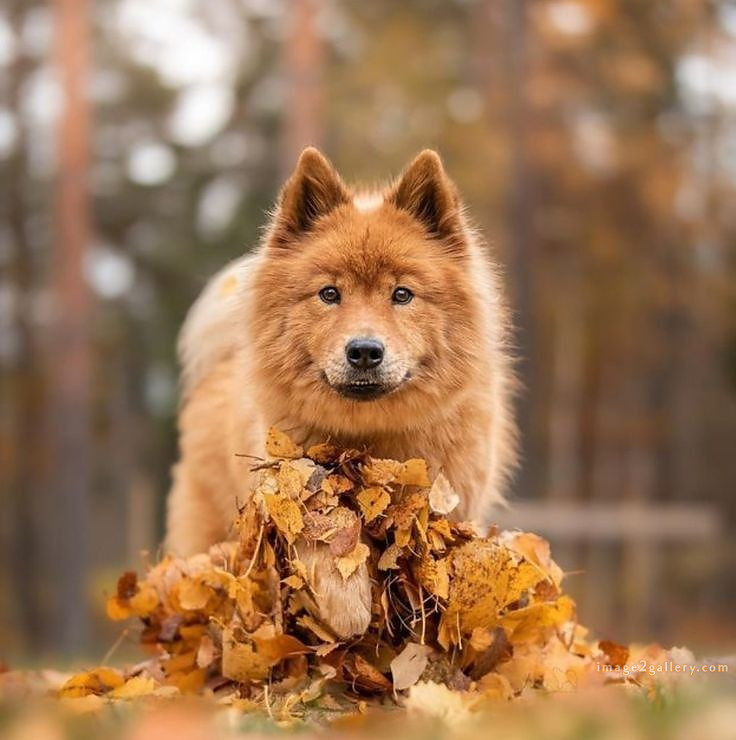 1100+ Dog Images Free Download | Cute Dog Pictures | 891 beautiful dog images hd -