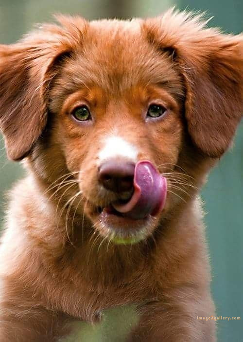1100+ Dog Images Free Download | Cute Dog Pictures | 912 beautiful dog images hd -(1)
