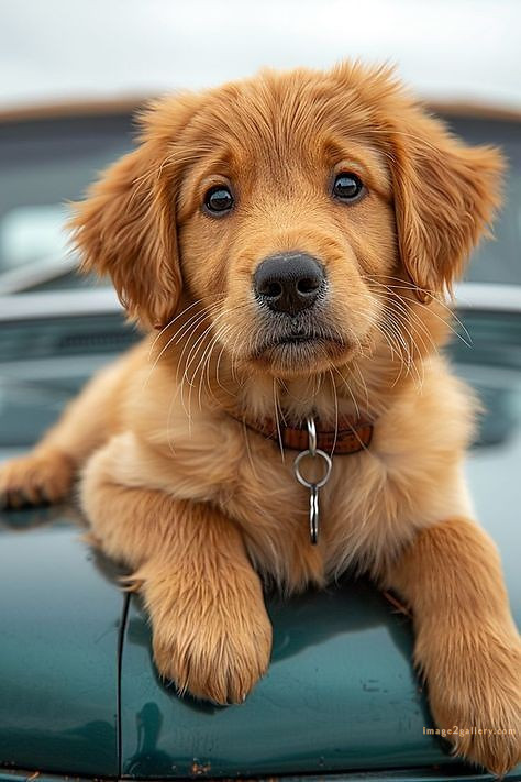 1100+ Dog Images Free Download | Cute Dog Pictures | 902 beautiful dog images hd -(10)