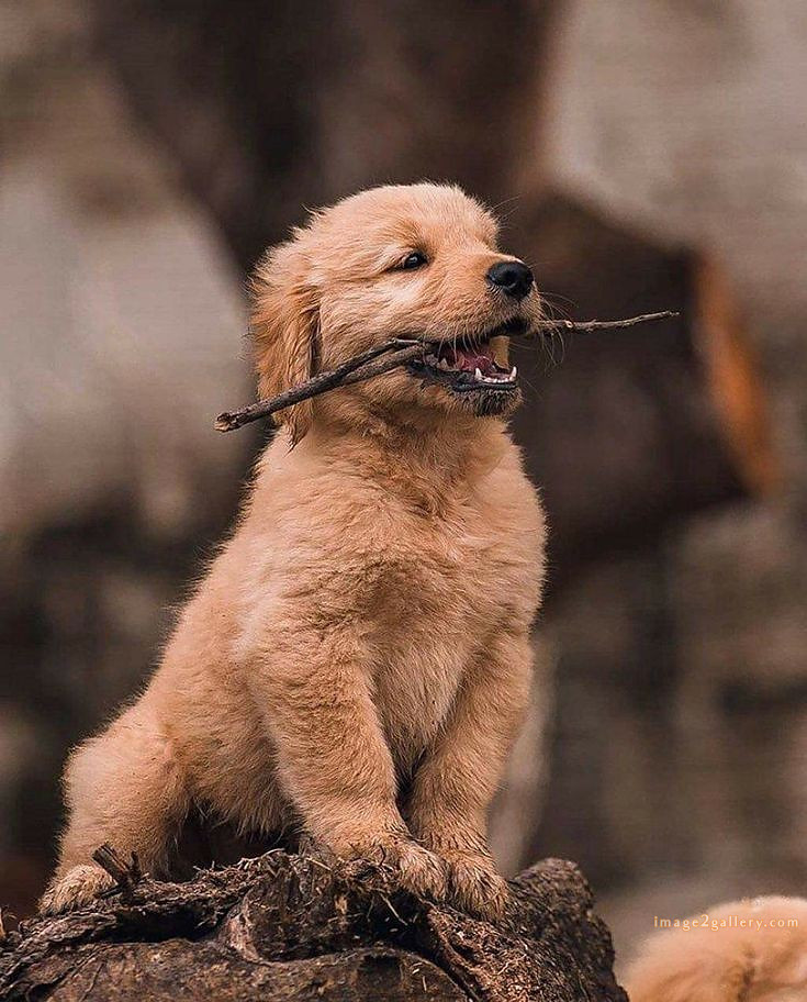 1100+ Dog Images Free Download | Cute Dog Pictures | 903 beautiful dog images hd -(12)