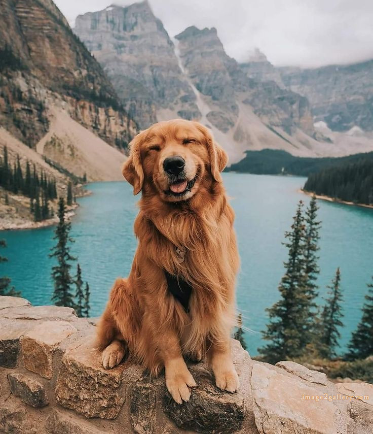 1100+ Dog Images Free Download | Cute Dog Pictures | 901 beautiful dog images hd -(13)