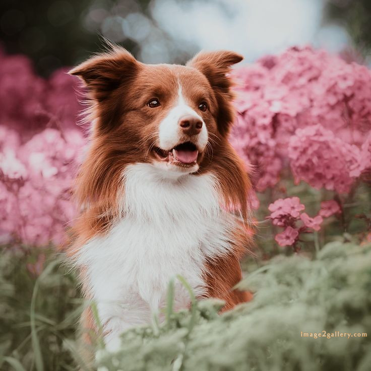 1100+ Dog Images Free Download | Cute Dog Pictures | 895 beautiful dog images hd -(15)