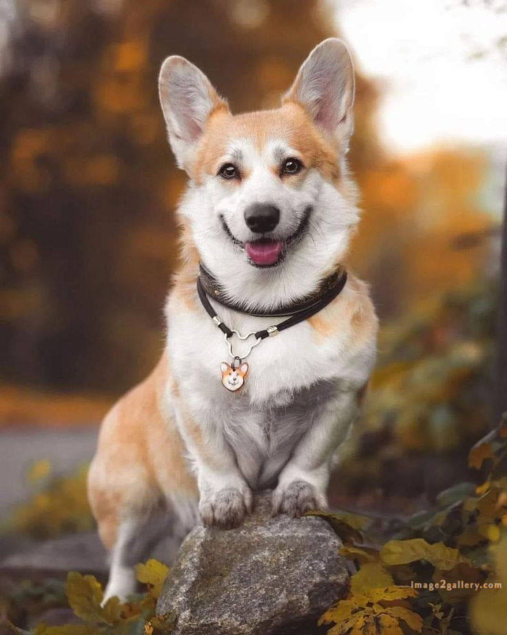 1100+ Dog Images Free Download | Cute Dog Pictures | 896 beautiful dog images hd -(16)