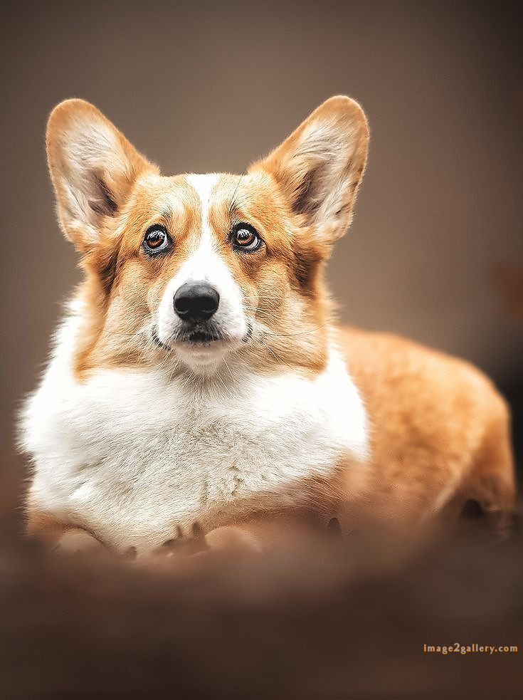1100+ Dog Images Free Download | Cute Dog Pictures | 898 beautiful dog images hd -(18)