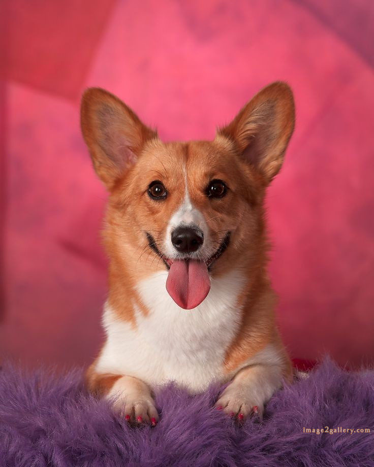 1100+ Dog Images Free Download | Cute Dog Pictures | 899 beautiful dog images hd -(19)