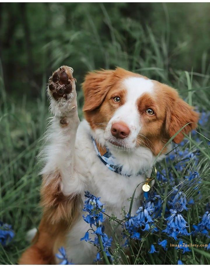 1100+ Dog Images Free Download | Cute Dog Pictures | 913 beautiful dog images hd -(2)