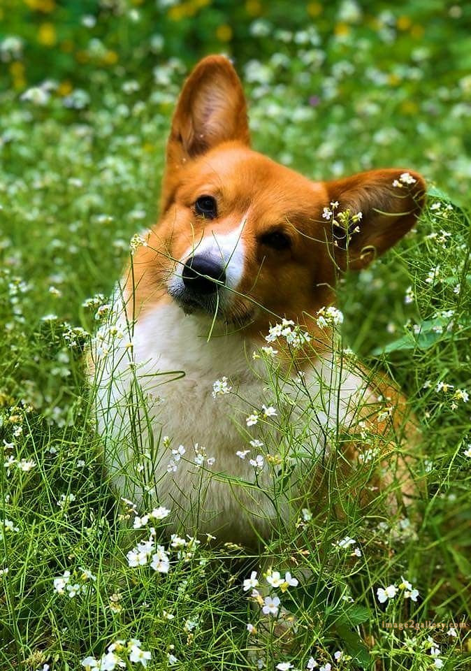 1100+ Dog Images Free Download | Cute Dog Pictures | 894 beautiful dog images hd -(20)