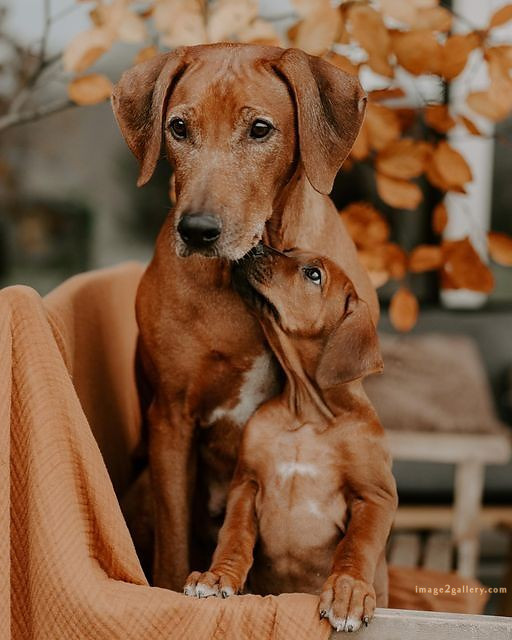 1100+ Dog Images Free Download | Cute Dog Pictures | 893 beautiful dog images hd -(21)