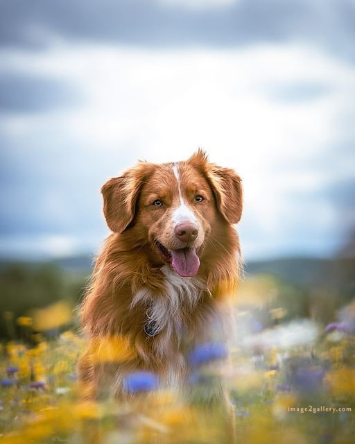 1100+ Dog Images Free Download | Cute Dog Pictures | 892 beautiful dog images hd -(22)