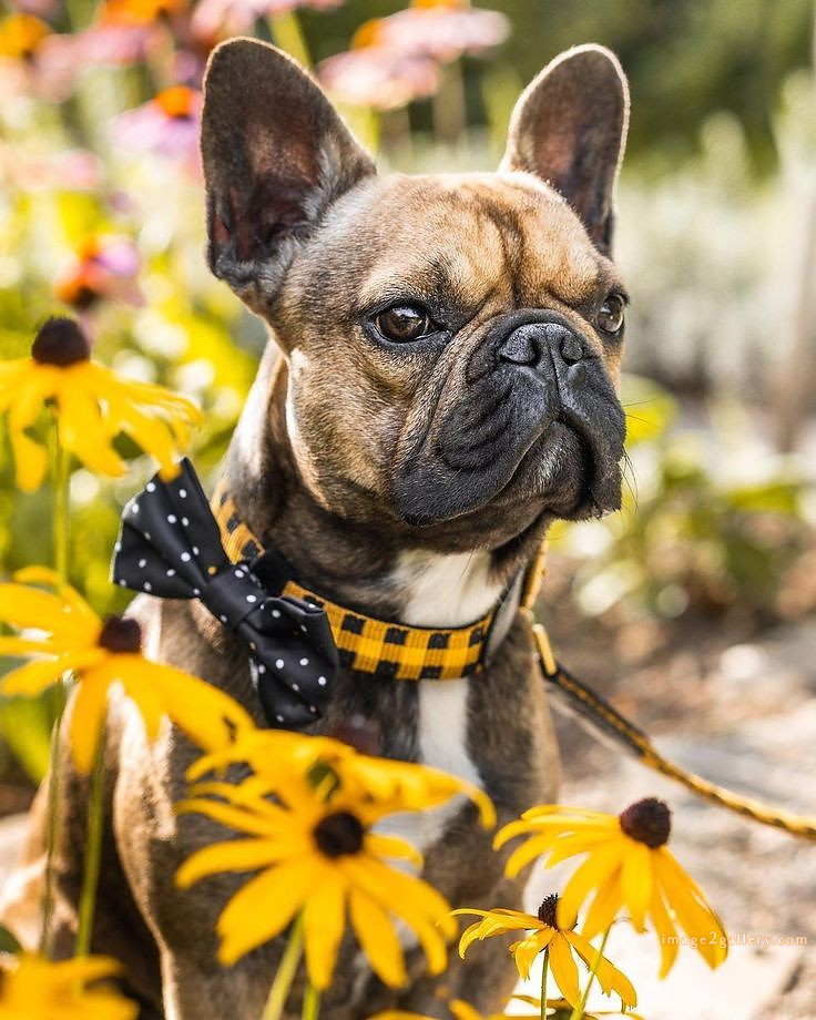 1100+ Dog Images Free Download | Cute Dog Pictures | 911 beautiful dog images hd -(3)