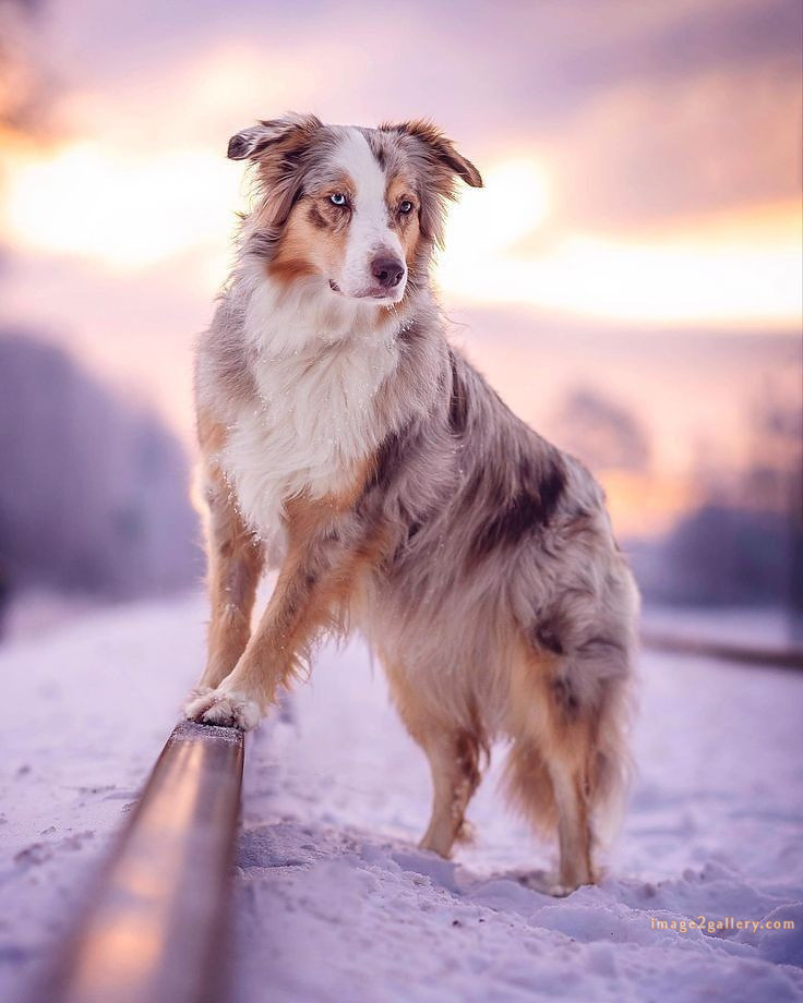 1100+ Dog Images Free Download | Cute Dog Pictures | 910 beautiful dog images hd -(4)