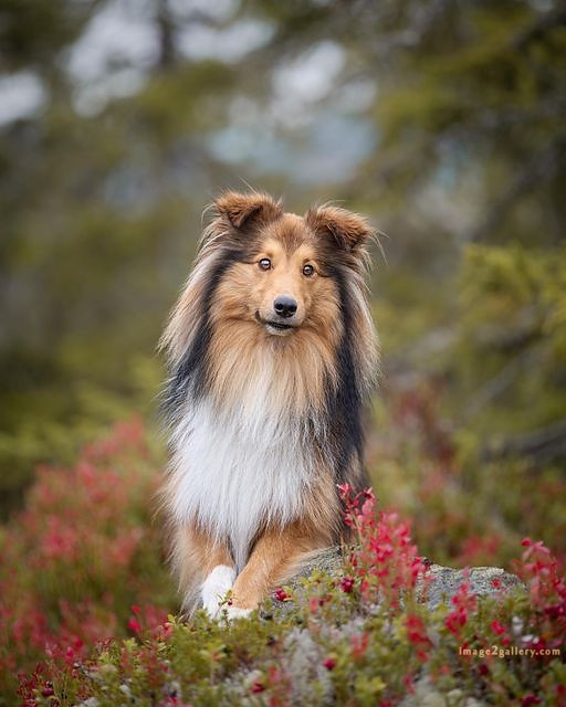 1100+ Dog Images Free Download | Cute Dog Pictures | 905 beautiful dog images hd -(5)