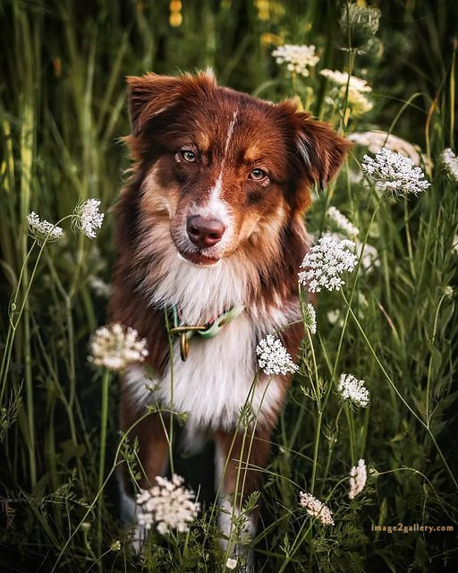 1100+ Dog Images Free Download | Cute Dog Pictures | 906 beautiful dog images hd 6 Dog