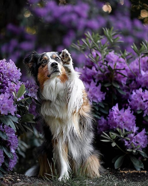 1100+ Dog Images Free Download | Cute Dog Pictures | 907 beautiful dog images hd -(6)