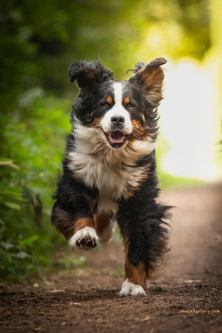 1100+ Dog Images Free Download | Cute Dog Pictures | 908 beautiful dog images hd -(8)