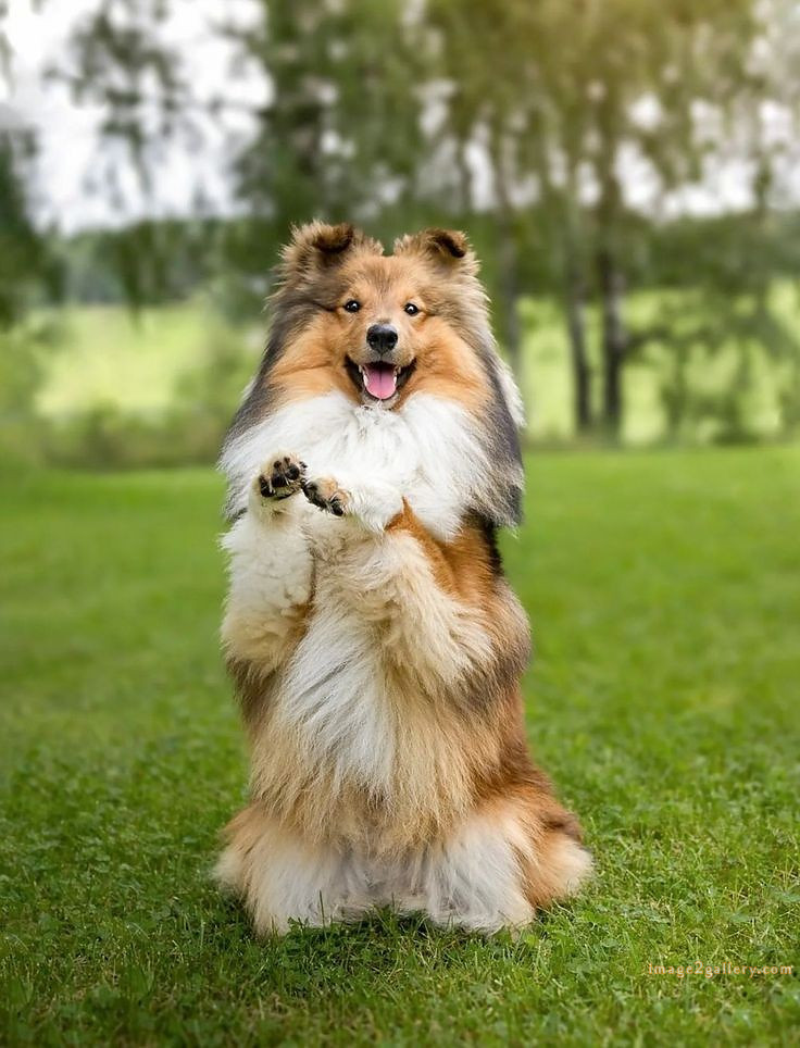 1100+ Dog Images Free Download | Cute Dog Pictures | 909 beautiful dog images hd -(9)