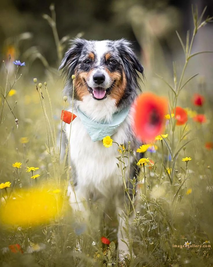 1100+ Dog Images Free Download | Cute Dog Pictures | 890 beautiful dog photos -(1)