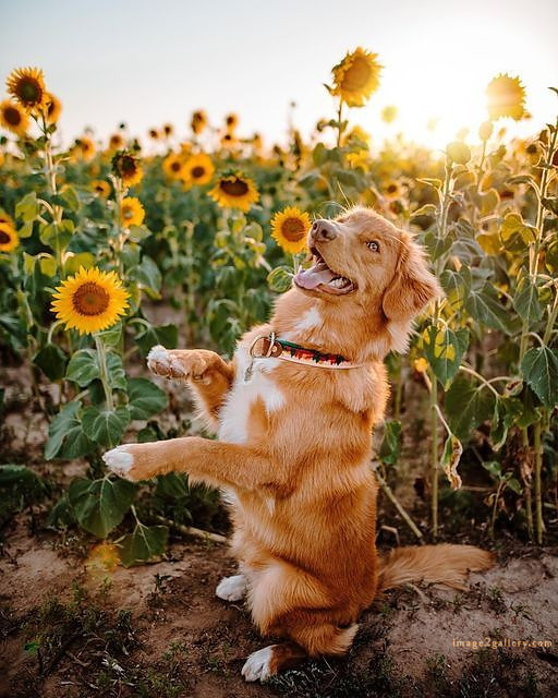 1100+ Dog Images Free Download | Cute Dog Pictures | 879 beautiful dog photos -(11)