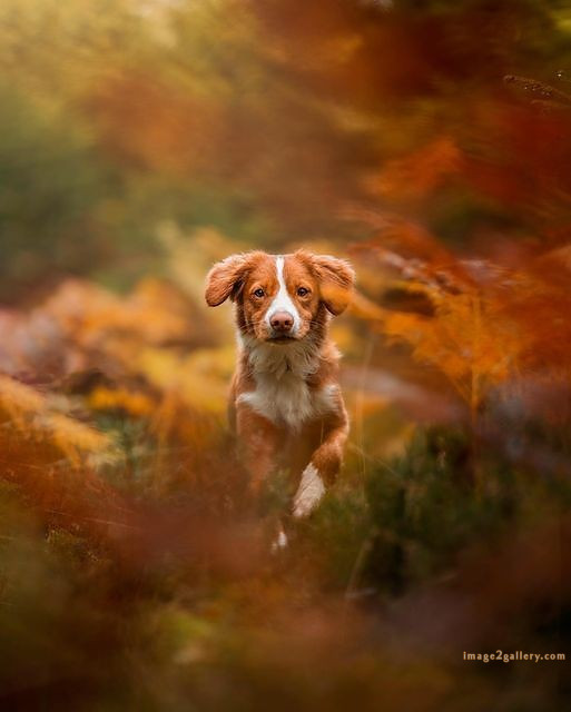1100+ Dog Images Free Download | Cute Dog Pictures | 876 beautiful dog photos -(13)