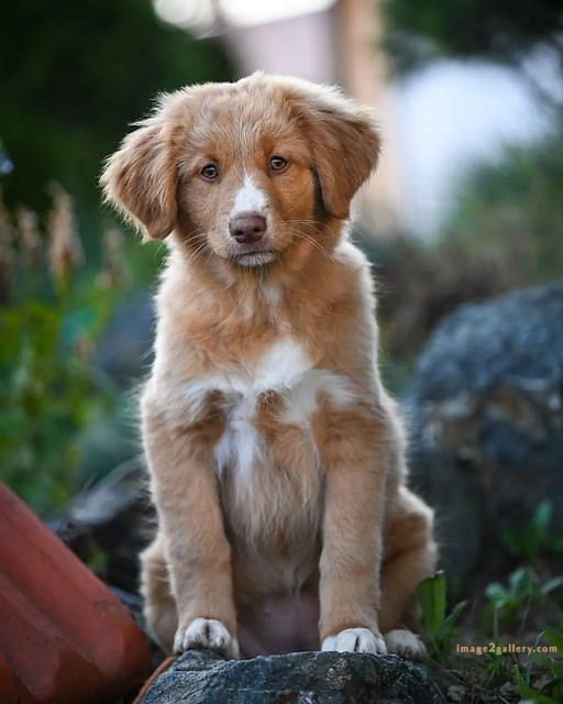 1100+ Dog Images Free Download | Cute Dog Pictures | 878 beautiful dog photos -(15)