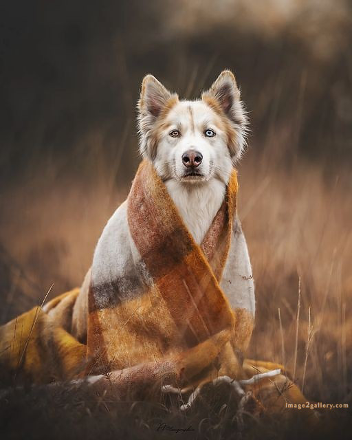 1100+ Dog Images Free Download | Cute Dog Pictures | 877 beautiful dog photos -(16)