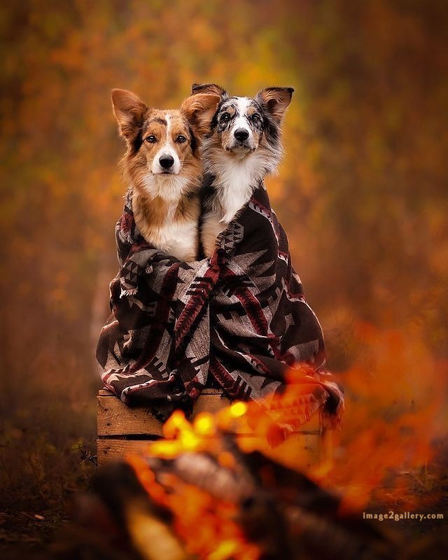 1100+ Dog Images Free Download | Cute Dog Pictures | 870 beautiful dog photos -(17)