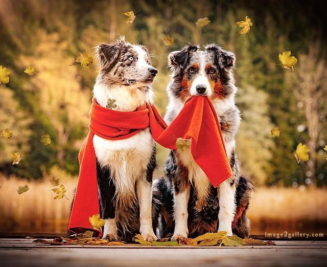 1100+ Dog Images Free Download | Cute Dog Pictures | 872 beautiful dog photos -(18)