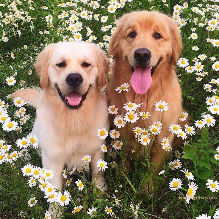 1100+ Dog Images Free Download | Cute Dog Pictures | 871 beautiful dog photos -(19)