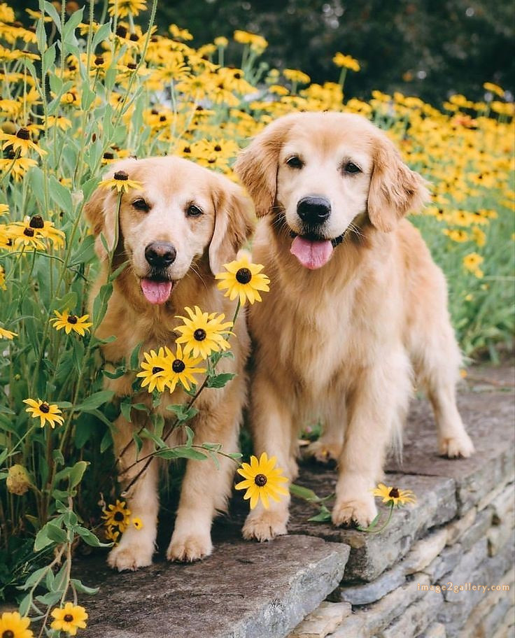 1100+ Dog Images Free Download | Cute Dog Pictures | 873 beautiful dog photos -(20)