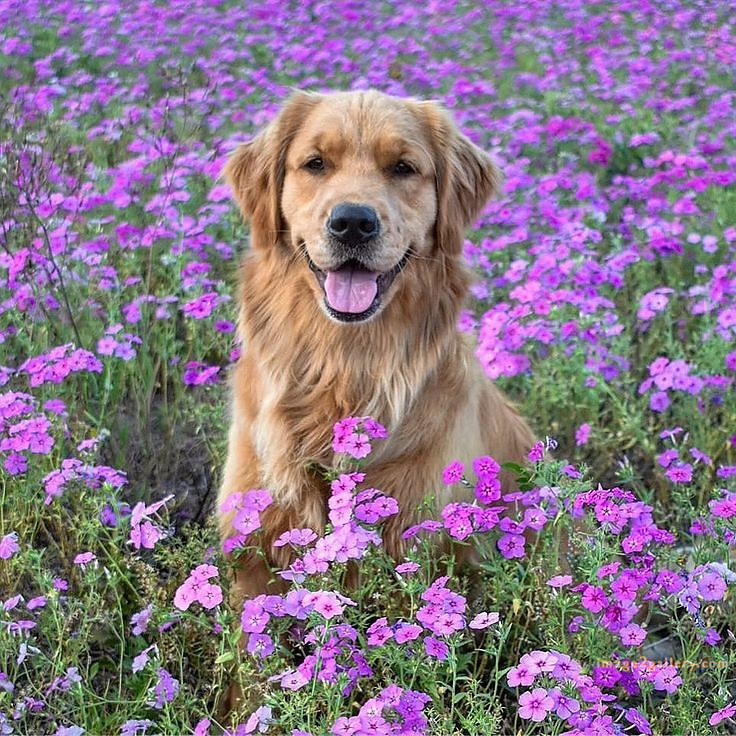 1100+ Dog Images Free Download | Cute Dog Pictures | 874 beautiful dog photos -(21)