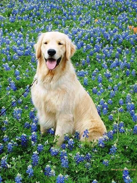 1100+ Dog Images Free Download | Cute Dog Pictures | 869 beautiful dog photos -(22)