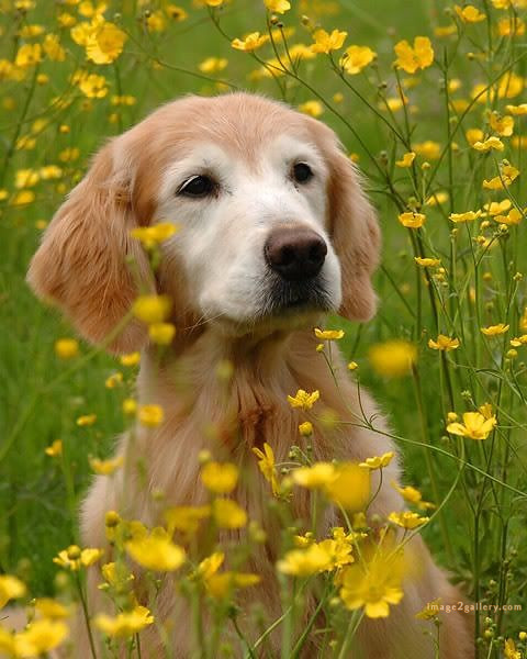 1100+ Dog Images Free Download | Cute Dog Pictures | 868 beautiful dog photos -(23)
