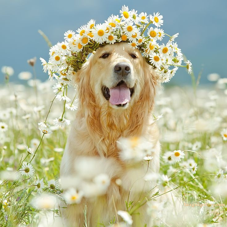 1100+ Dog Images Free Download | Cute Dog Pictures | 867 beautiful dog photos -(24)