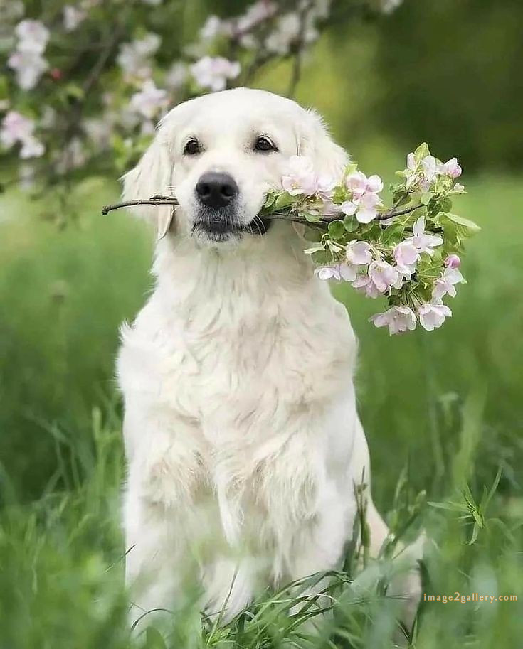 1100+ Dog Images Free Download | Cute Dog Pictures | 866 beautiful dog photos -(25)