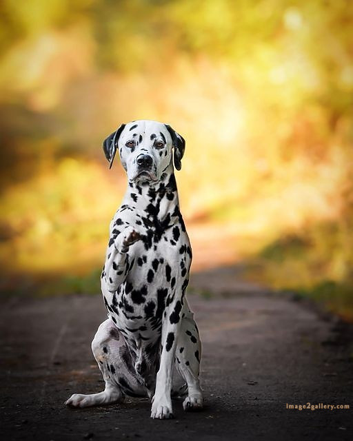 1100+ Dog Images Free Download | Cute Dog Pictures | 886 beautiful dog photos -(3)