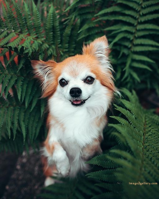 1100+ Dog Images Free Download | Cute Dog Pictures | 888 beautiful dog photos -(5)