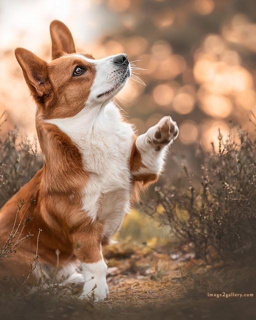 1100+ Dog Images Free Download | Cute Dog Pictures | 881 beautiful dog photos -(8)
