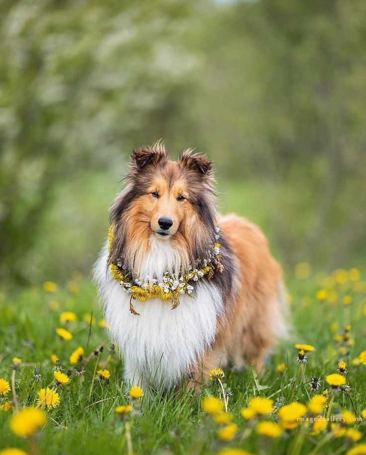 1100+ Dog Images Free Download | Cute Dog Pictures | 812 beautiful dog photos download -