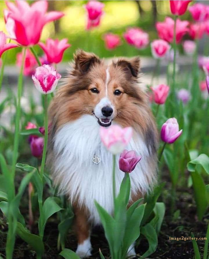1100+ Dog Images Free Download | Cute Dog Pictures | 860 beautiful dog photos download -(1)