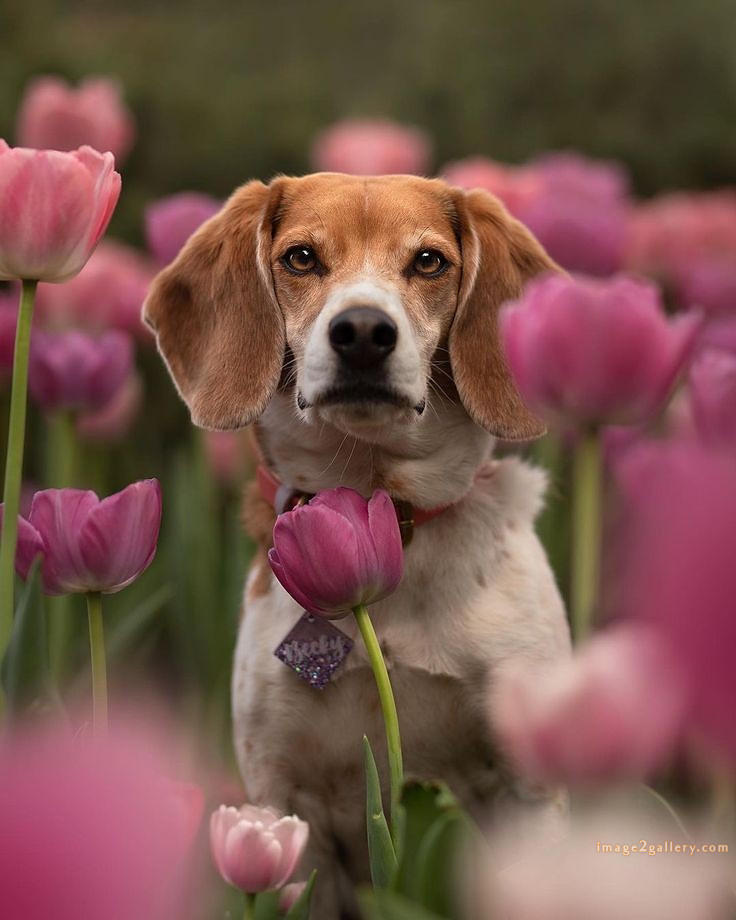 1100+ Dog Images Free Download | Cute Dog Pictures | 850 beautiful dog photos download -(11)