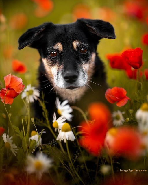 1100+ Dog Images Free Download | Cute Dog Pictures | 851 beautiful dog photos download -(12)
