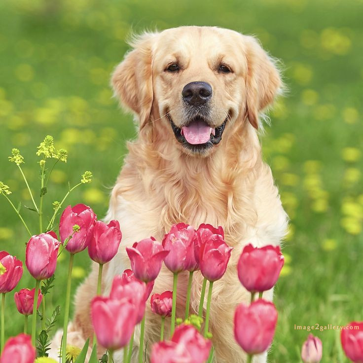 1100+ Dog Images Free Download | Cute Dog Pictures | 852 beautiful dog photos download -(13)