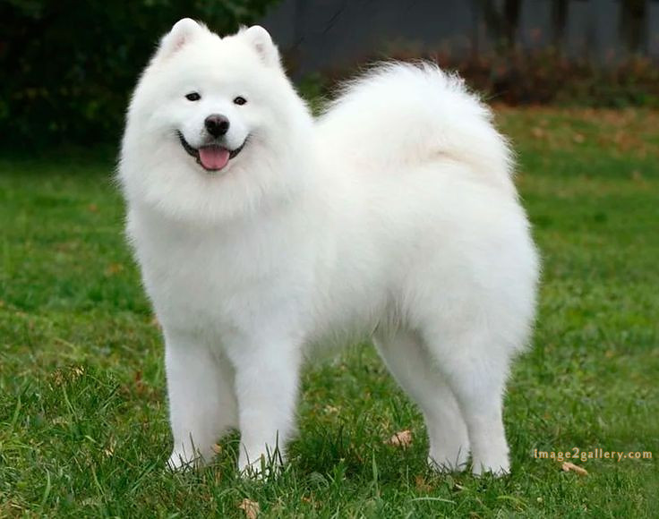 1100+ Dog Images Free Download | Cute Dog Pictures | 854 beautiful dog photos download -(14)