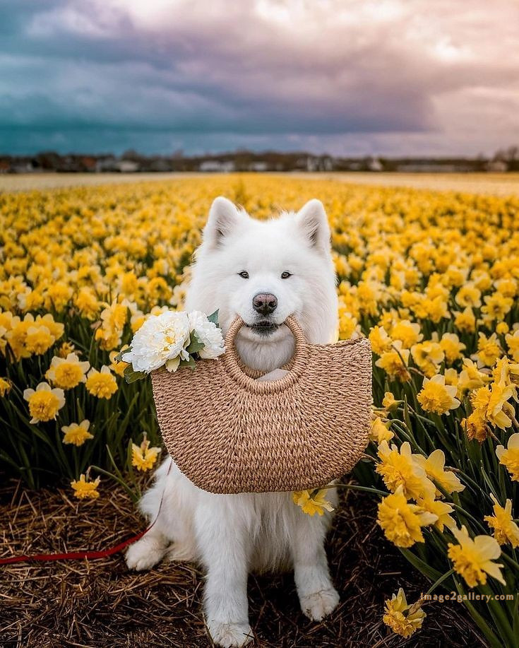 1100+ Dog Images Free Download | Cute Dog Pictures | 853 beautiful dog photos download -(15)