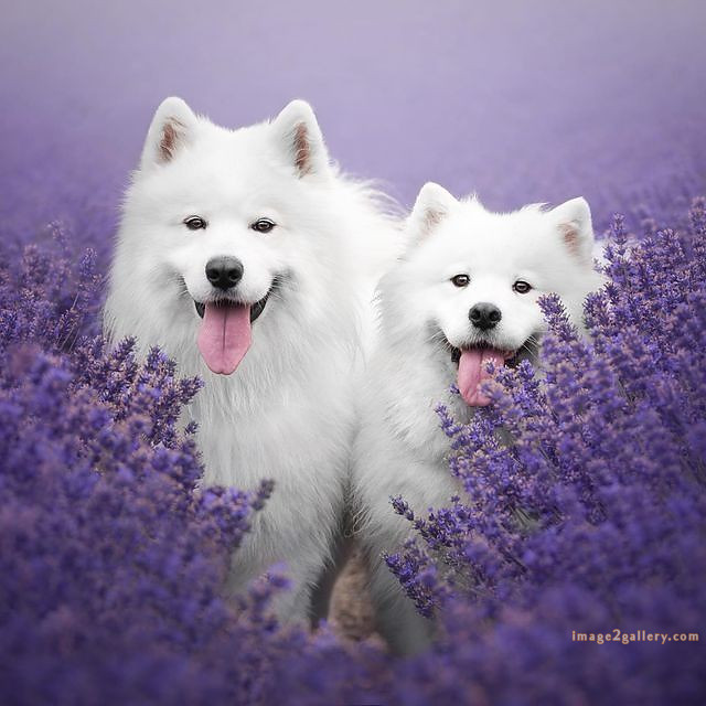 1100+ Dog Images Free Download | Cute Dog Pictures | 846 beautiful dog photos download -(16)