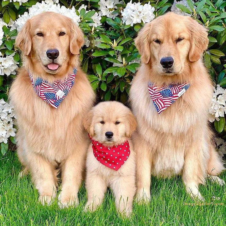 1100+ Dog Images Free Download | Cute Dog Pictures | 845 beautiful dog photos download -(17)