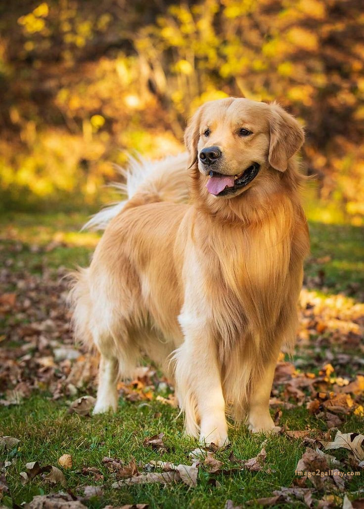 1100+ Dog Images Free Download | Cute Dog Pictures | 847 beautiful dog photos download -(18)