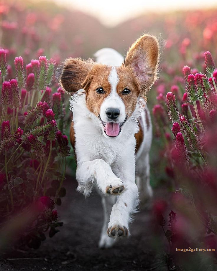 1100+ Dog Images Free Download | Cute Dog Pictures | 848 beautiful dog photos download -(19)