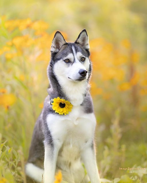 1100+ Dog Images Free Download | Cute Dog Pictures | 861 beautiful dog photos download -(2)