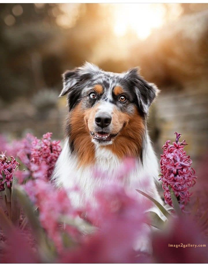 1100+ Dog Images Free Download | Cute Dog Pictures | 849 beautiful dog photos download -(20)